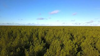 forests the green lungs of the earth SBV 346797167 HD