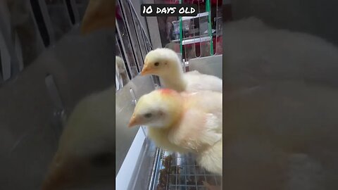 Chick Update-Day 10! #chicken #backyardchicken #chickentractor #chickencoop
