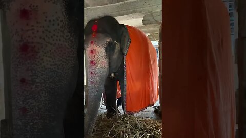 Blessing from Lakshmi the Elephant #hampi #youtubeshorts #elephant #cuteanimals