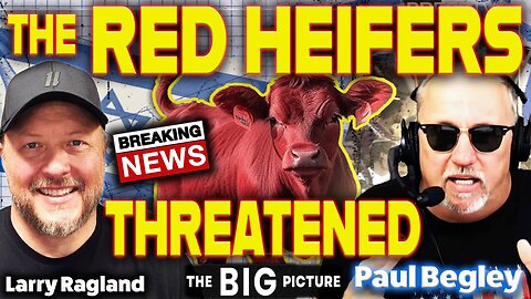 The Red Heifers Have Been Taken Underground!