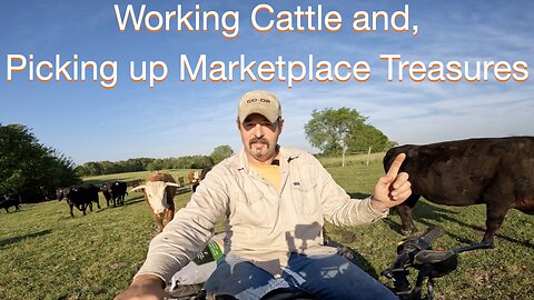 Working Cattle and Picking up Marketplace Treasures