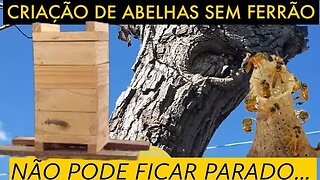 VOU COMEÇAR UMA CRIAÇÃO DE ABELHAS SEM FERRÃO/ ABELHAS JATAl