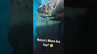 SeaWorld Orlando | Walrus's Where Are You?