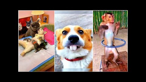 Funniest Animals 2023 😂 Funny Cats and Dogs