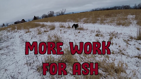More Work For Ash