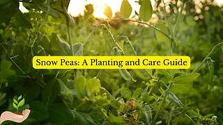 Snow Peas A Planting and Care Guide