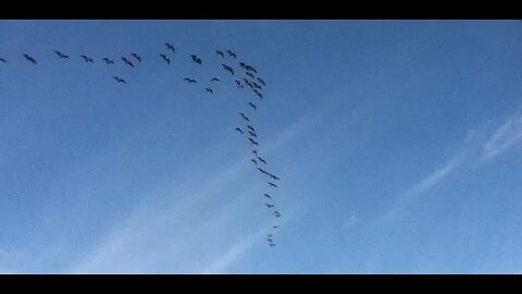 Birds Suddenly / What the flock is going on ???