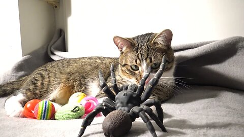 Brave Little Cat Fights a Tarantula