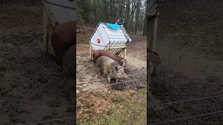 Time to Feed the Pigs on a Wet Muddy Morning @UncleTimsFarm #kärnəvór