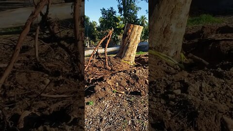 MORE Fallen Trees in Balboa Park Pt. 3