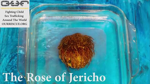 The Jericho Rose, the immortal plant. Supporting Operation Underground Railroad at ArtForOUR.org