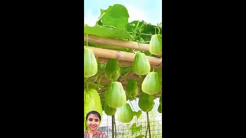 Gardening ideas for home Growing chayote on the terrace is big,super sweet, and very simple #grow ❤️