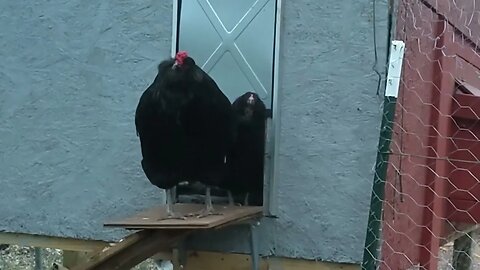 Chickens Exiting thru the new Kerbonnixs Automatic Door.