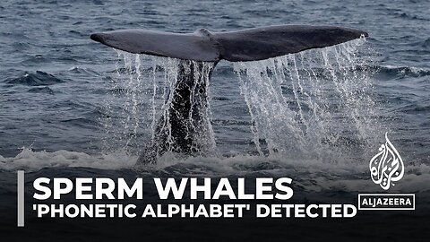 Decoding sperm whales: Scientists detect 'phonetic alphabet'