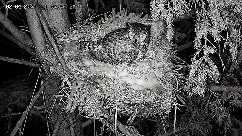 Ellie Enjoying Time on Her Nest 🦉 02/04/23 03:09