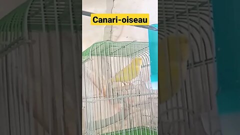 Canari-oiseau très sympa