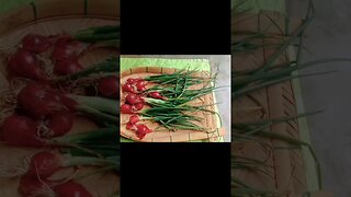 Farm SpringOnion😍@BENGALCOOKING #shorts #youtubeshorts #viral #viralshorts #trending #trendingshorts