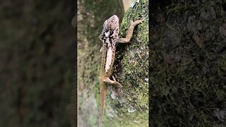 Chameleon climbing tree #chameleon #climbing #tree