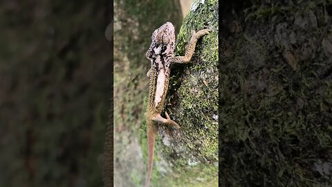 Chameleon climbing tree #chameleon #climbing #tree