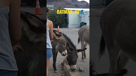 Oatman: Wild Donkeys and The Mother Road (HISTORIC ROUTE 66) #smalltown #tourism #travel