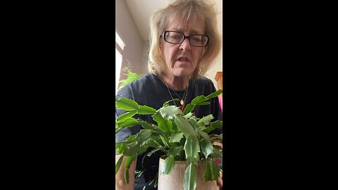 Transgender plant