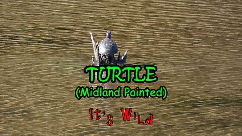Turtle (Midland Painted)