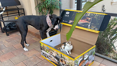 Great Danes Shocked To Find Cat In Pizza Box
