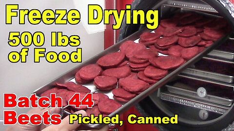 Freeze Drying Your First 500 lbs of Food - Batch 44 - Beets, Canned, Pickled