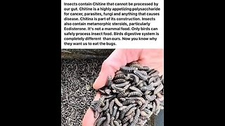 The health risk of eating BUGS * HARD PASS