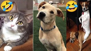 Funny Animal Videos Part 49||Funniest Cat And Dog Videos||
