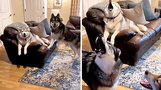 Stubborn huskies hilarious rant after being told no