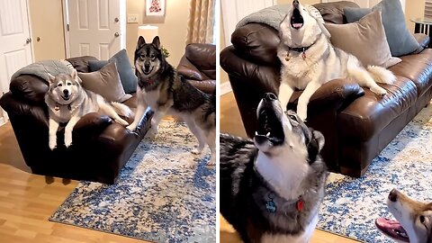Stubborn huskies hilarious rant after being told no