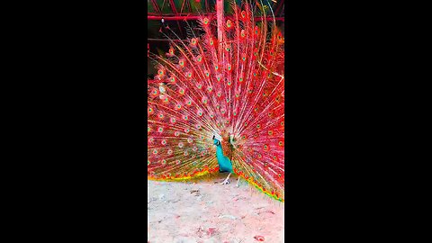 peacock feather beautiful