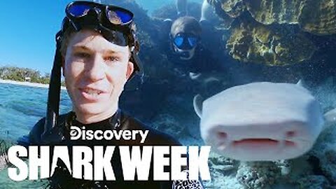 Robert Irwin Swims With Sharks! Shark Week