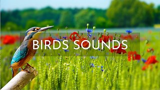 Morning Meditation Music with Birds Singing Sounds