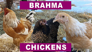 Why Brahma Chickens? Because Brahmas are awesome!