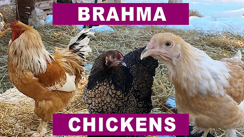 Why Brahma Chickens? Because Brahmas are awesome!