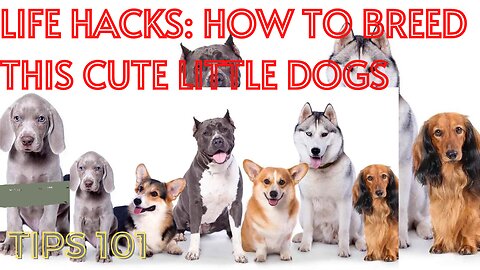 LIFE HACKS: HOW TO BREED THIS CUTE LITTLE DOGS