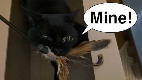 Vilma Cat Goes Crazy Over a New Toy