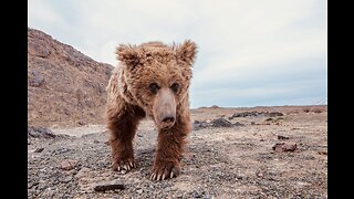 5 Fun Facts About The Gobi Bear