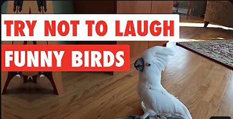 FUNNY BIRDS .TRY NOT TO LAUGH BEST FUNNY VIDEO 😂🤣