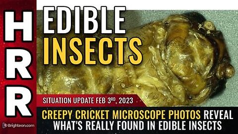 02-03-23 S.U Microscope Photos Reveal What's Feally Found in EDIBLE INSECTS