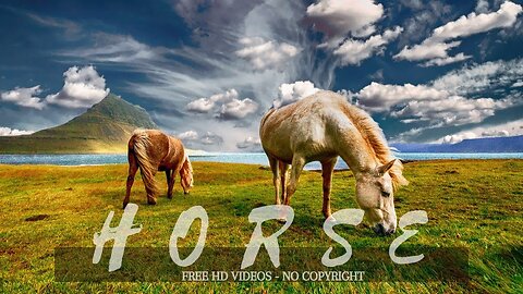 Amazing Wild Horse - Horses Running - Free Stock Footage - Royalty Free - No Copyright