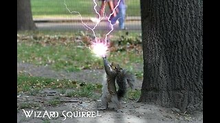 Wizard Squirrel Whisperer