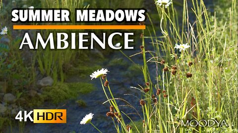 4K HDR Videos in Nature (iPhone Version) - Trickling Summer Meadow Stream - Soothing Bright Nostalgia Vibes