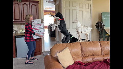 Funny Great Dane Can't Stop Bouncing When She Sees Gift Boxes From Fairy Godmother