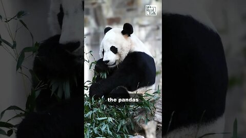 The end of "panda diplomacy" 🐼 🇨🇳? #shorts #china