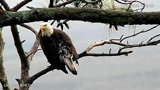 Bald Eagle Scoping Out the Marsh 🦅 01/31/23 12:58