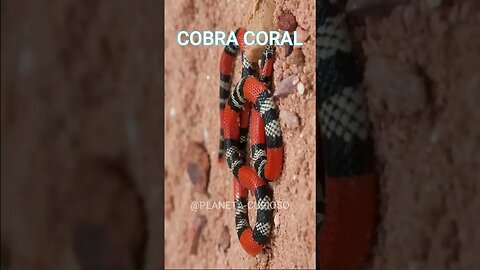 A COBRA CORAL #curiosidades #animais