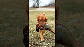 Bird Dogs carrying Birds